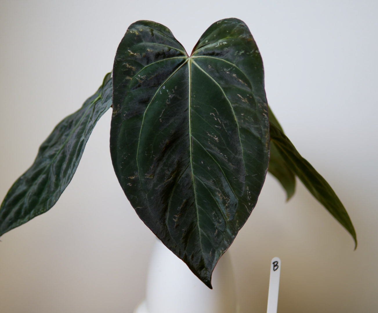 Anthurium carlablackiae (NSE) x (Dorito Port x RLFS)