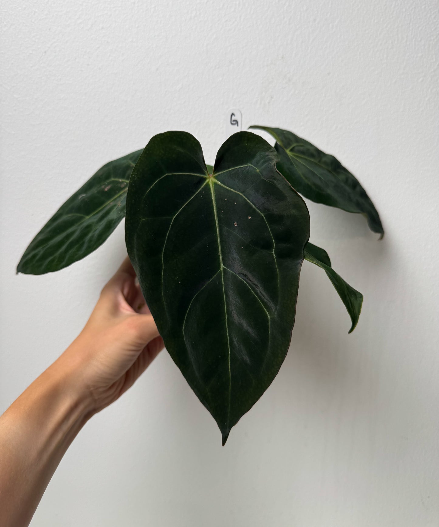 Anthurium carlablackiae X (NSE) x complex HU hybrid 1