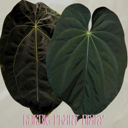 Anthurium (Ace of Spades x forgetii df) 3 x BVEP ('round' x 'RA1')