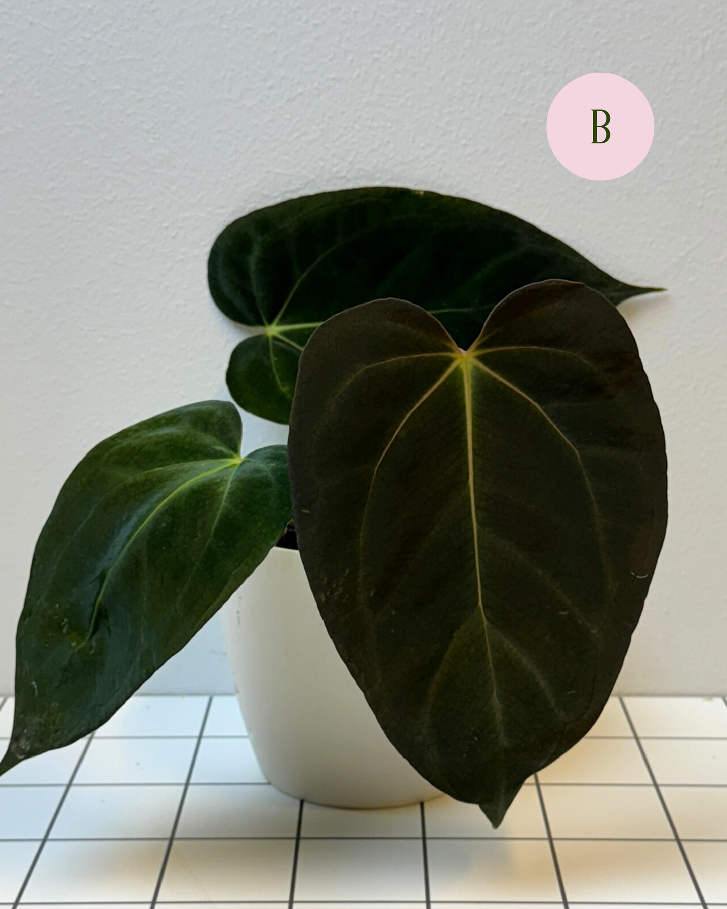 Anthurium (midnight velvet x 'red studd') x carlablackiae x (NSE)