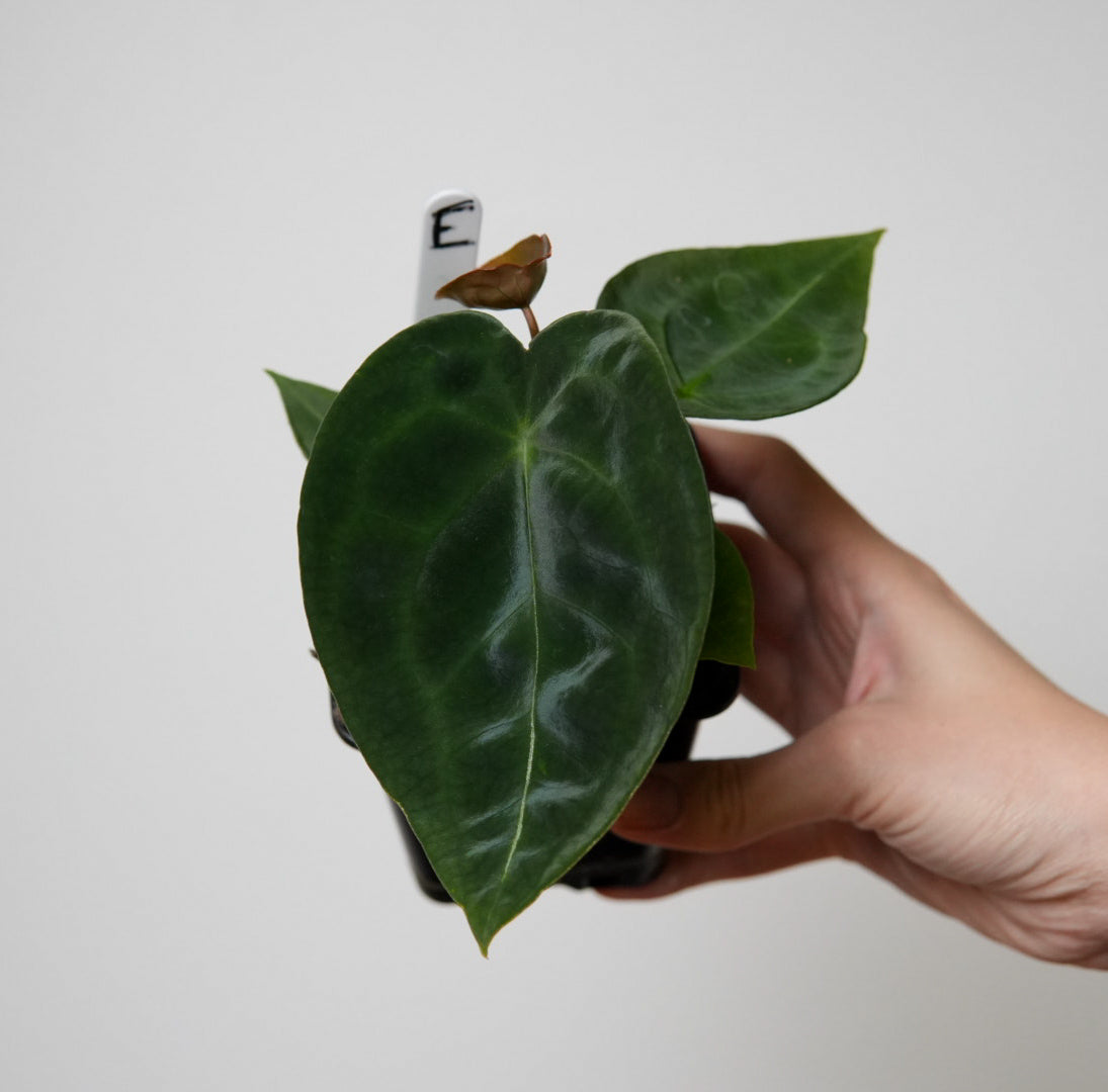 Anthurium forgetii dark form x self