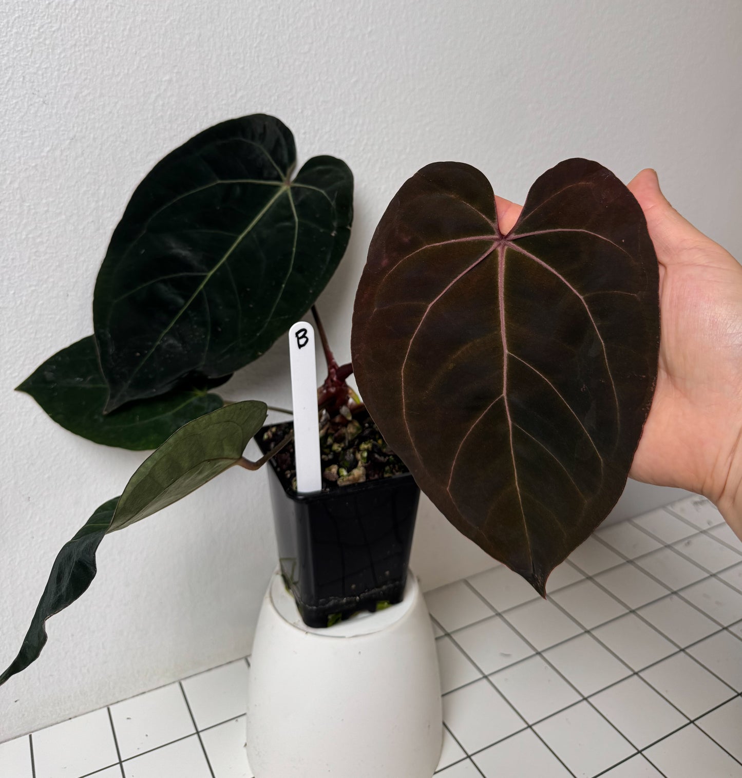 Anthurium complex HU hybrid 1 x carlablackiae X (NSE)
