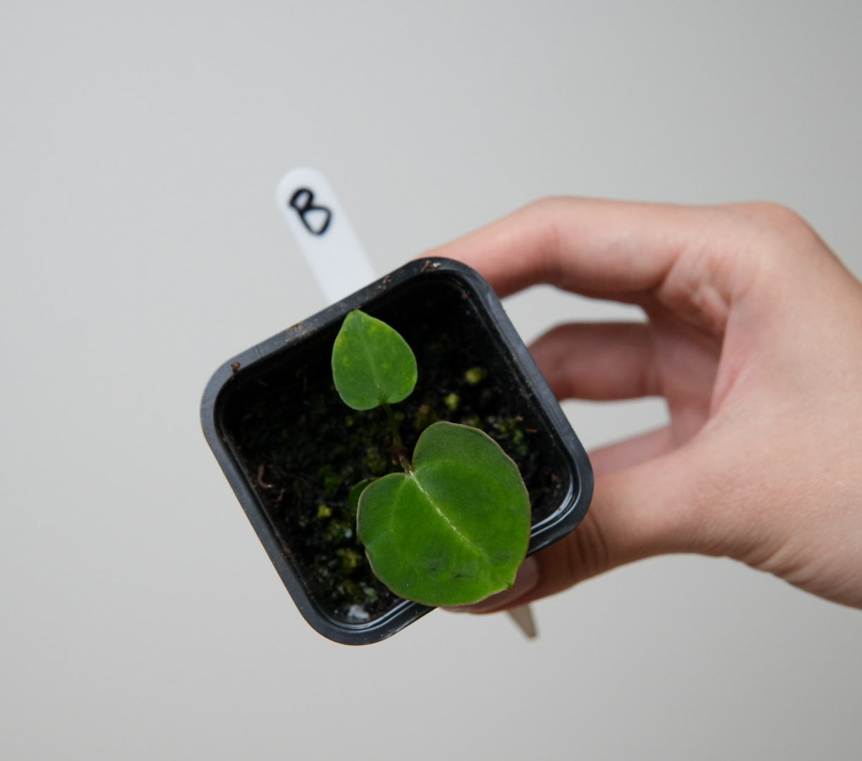 Anthurium Silver Blush x complex HU hybrid 1