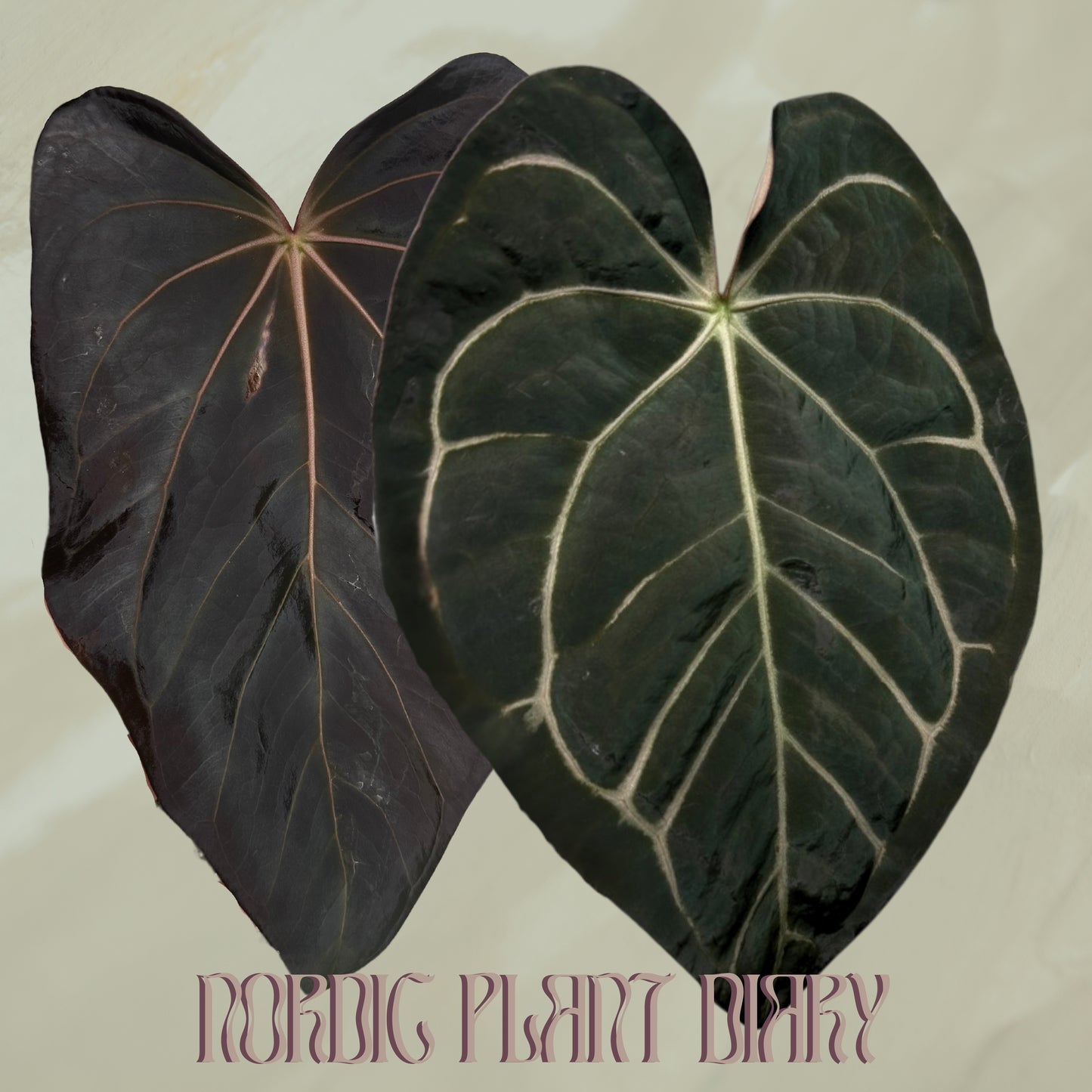 Anthurium carlablackiae X (NSE) x carlablackiae (NSE)