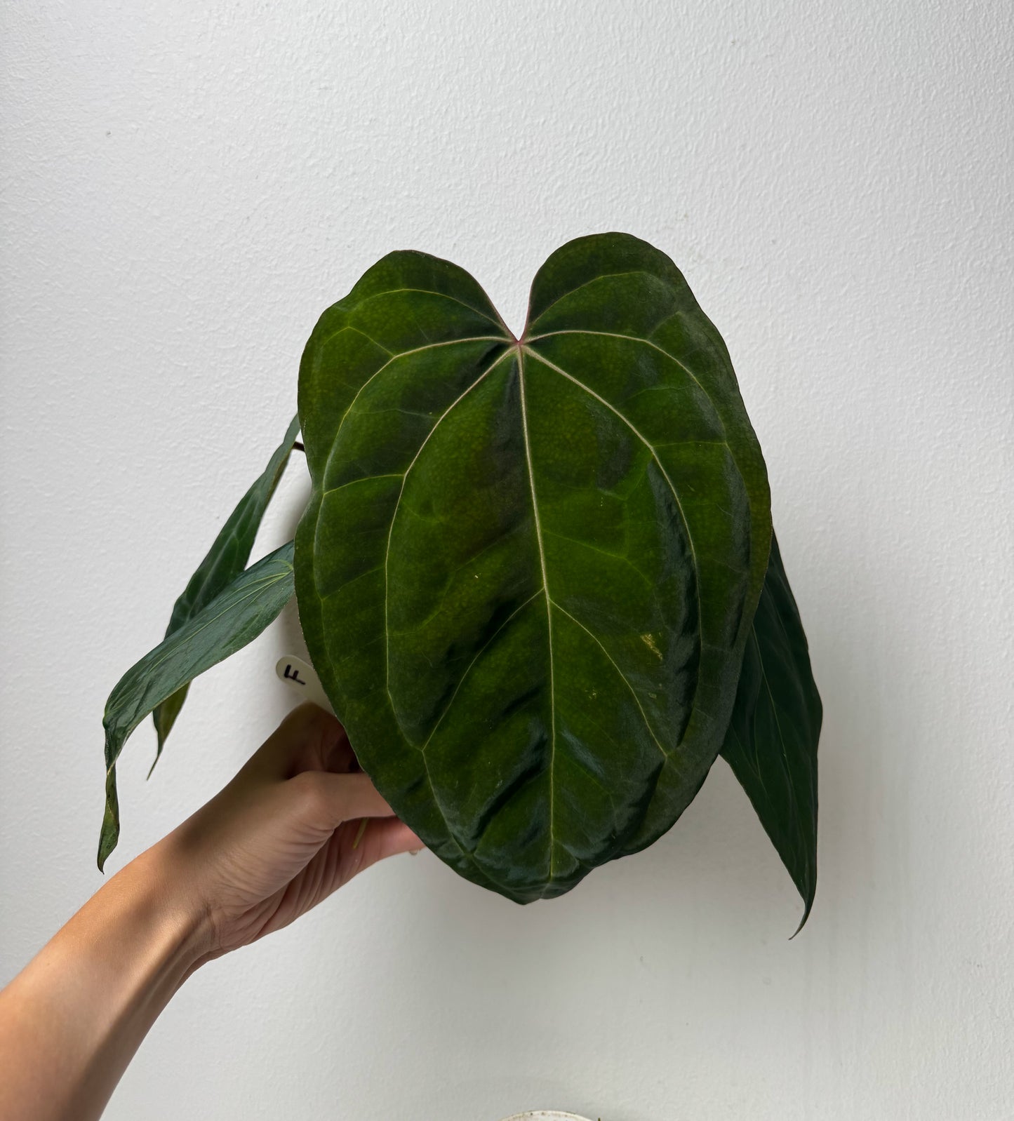 Anthurium carlablackiae X (NSE) x complex HU hybrid 1
