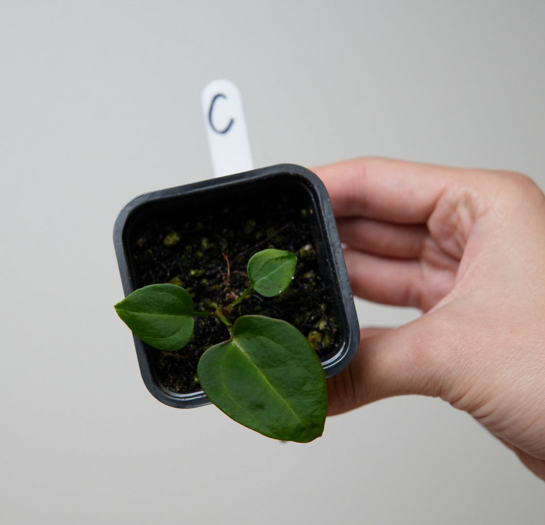 Anthurium Silver Blush x complex HU hybrid 1