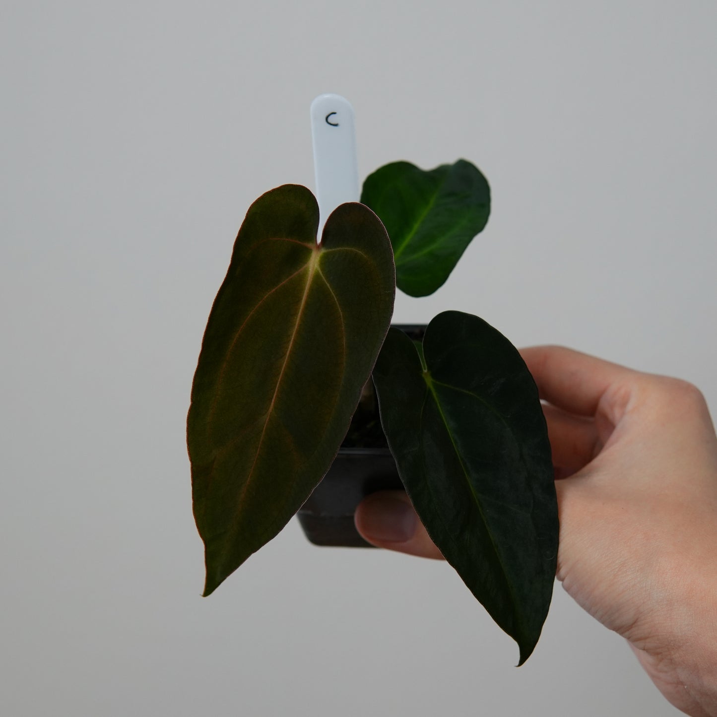 Anthurium ((carlablackiae x dressleri RD) x pap 'RLFS') x carlablackiae (NSE)