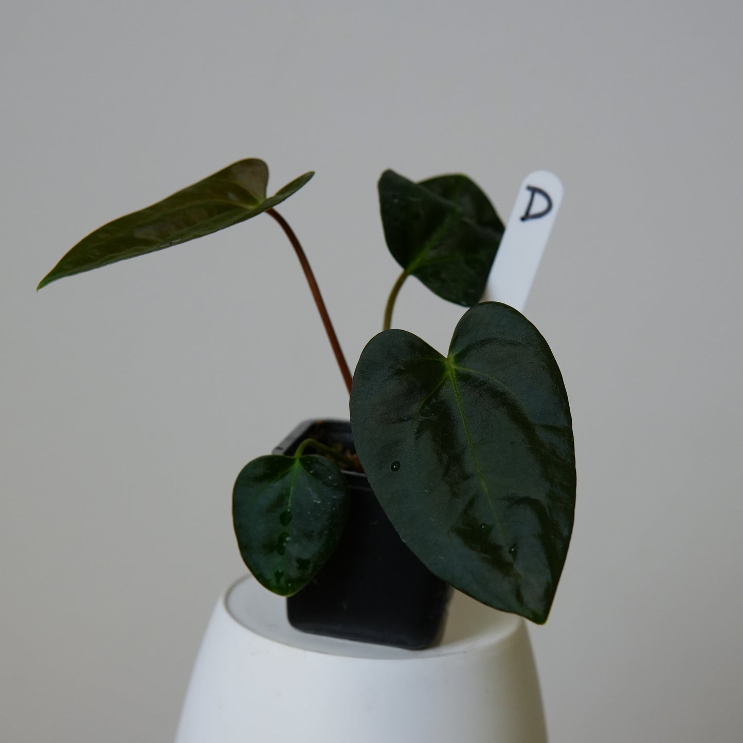 Anthurium (subsignatum x papillilaminum 'Marie') x carlablackiae NSE