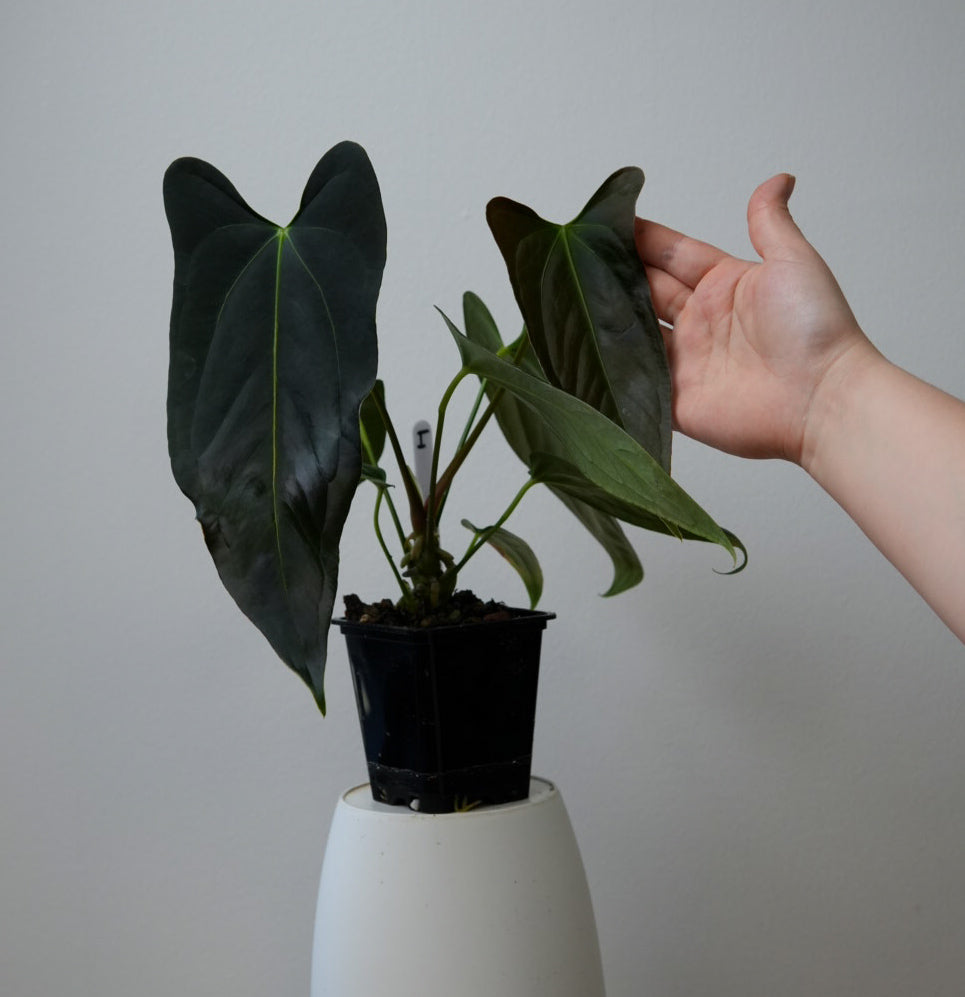 Anthurium (subsignatum x papillilaminum 'Marie') x (NSE dorito port x  papillilaminum RLFS)