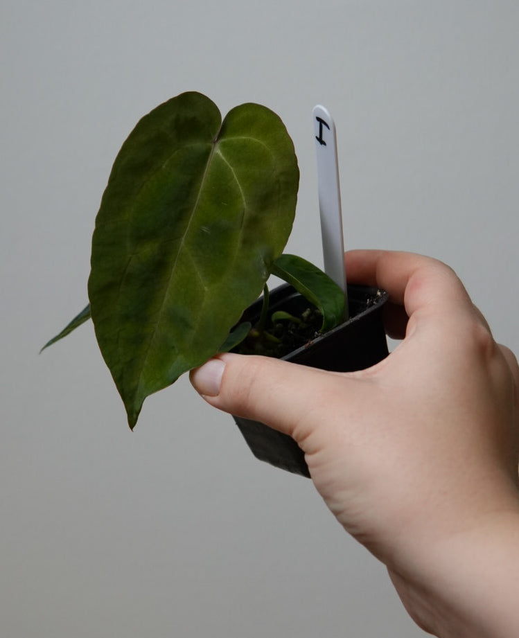 Anthurium (AOS x (Zara x Michelle) 1) x ((carlablackiae x dressleri RD) x pap 'RLFS')