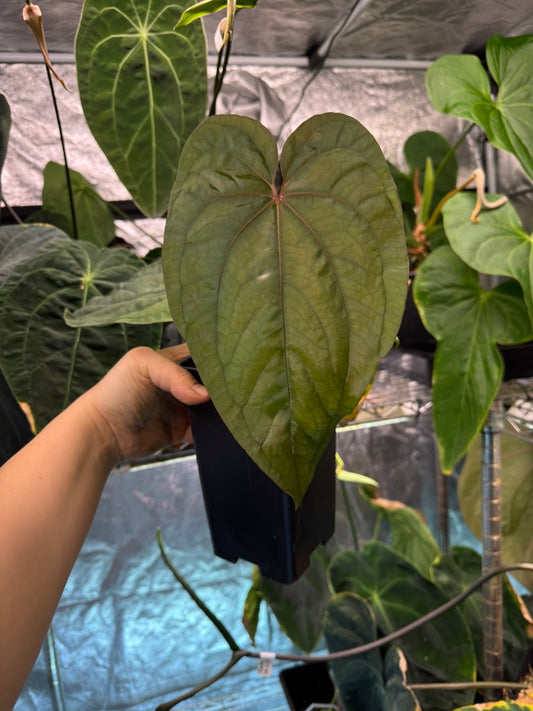 Anthurium 'Circus Peanuts'