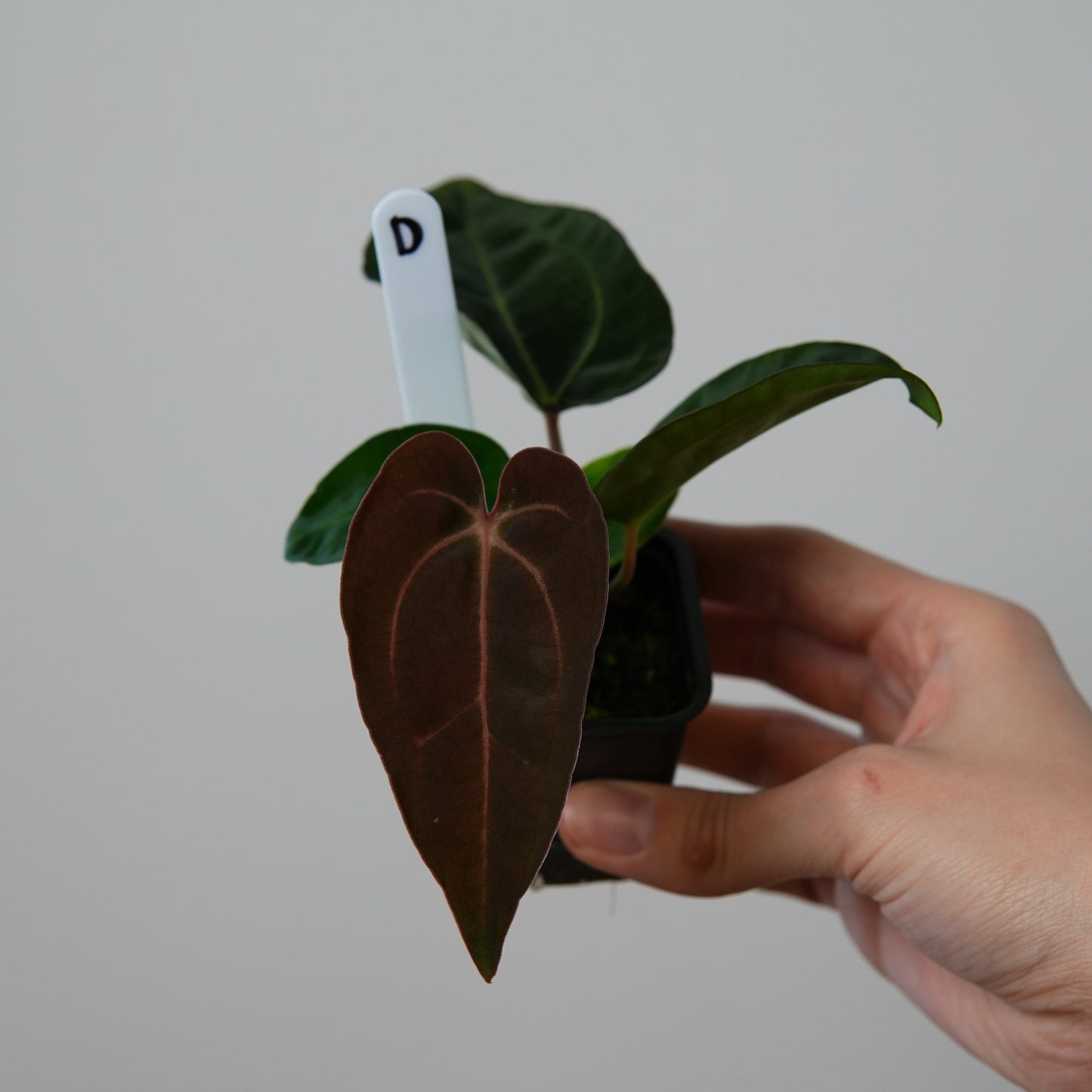 Anthurium ((carlablackiae x dressleri RD) x pap 'RLFS') x carlablackiae (NSE)