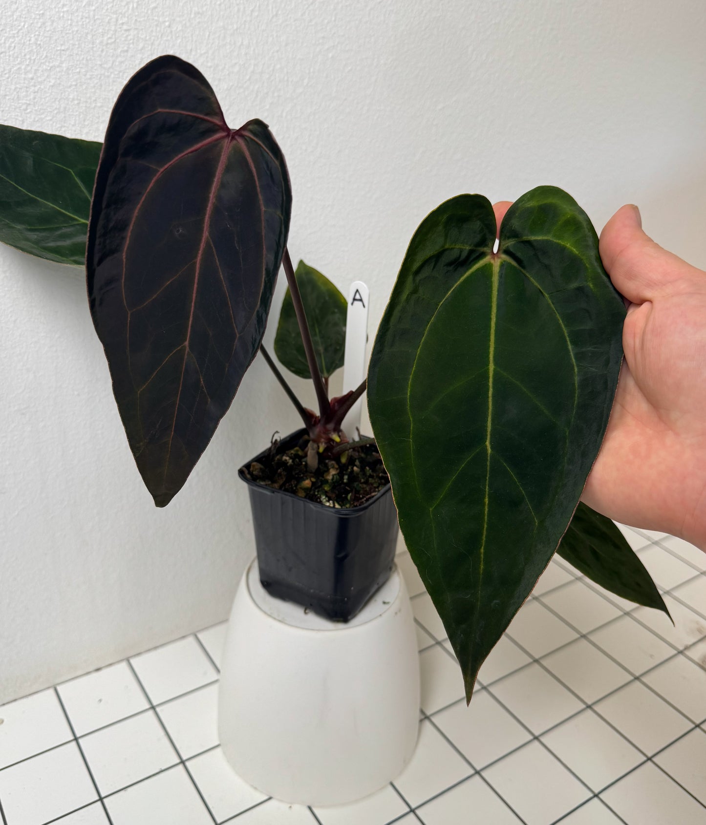 Anthurium (Zara x Michelle) x (Dorito Port x RLFS)