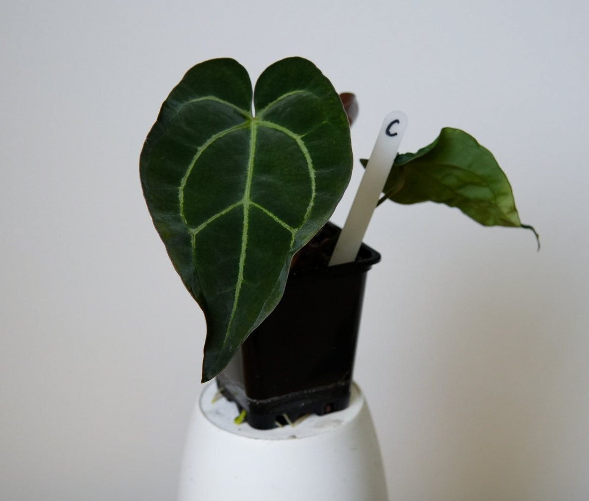 Anthurium Ace of Spades x carlablackiae (NSE)