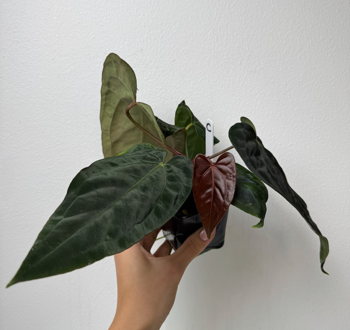 Anthurium carlablackiae (NSE) x (Dorito Port x RLFS)