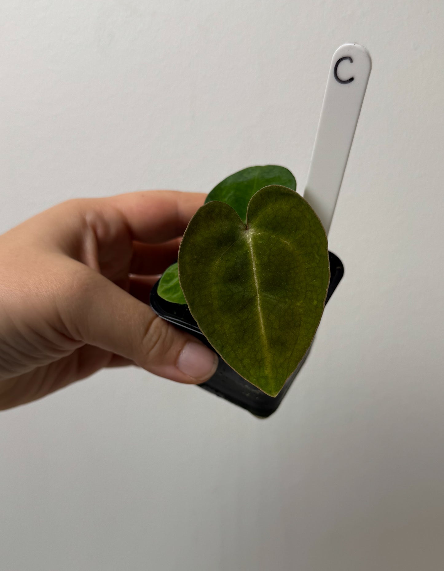 Anthurium (AOS x forgetii 1) x carlablackiae (NSE)