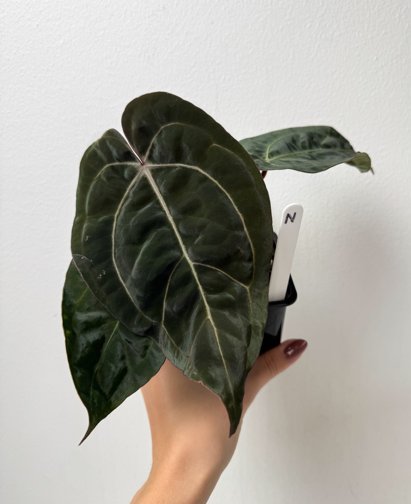 Anthurium Complex HU hybrid 1 x carlablackiae (NSE)