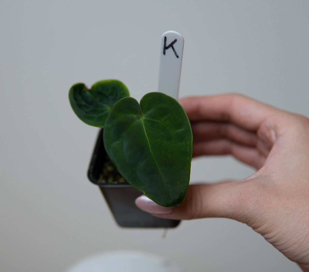 Anthurium (forgetii x warocqueanum 2) x Huanco velvet 1