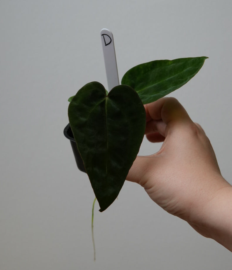 Anthurium complex HU hybrid 2 x (forgetii x warocquanum 'Alien')