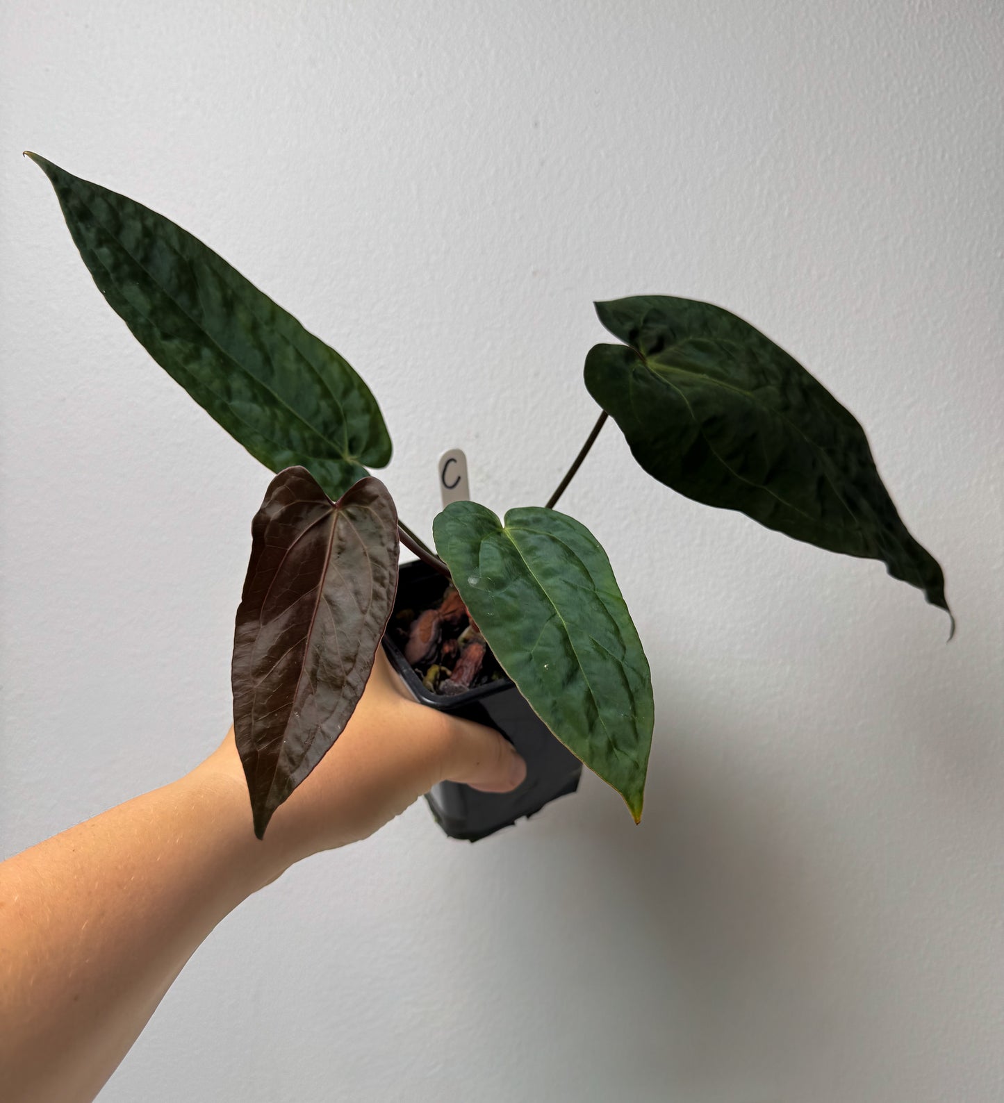 Anthurium (Zara x Michelle) x (Dorito Port x RLFS)