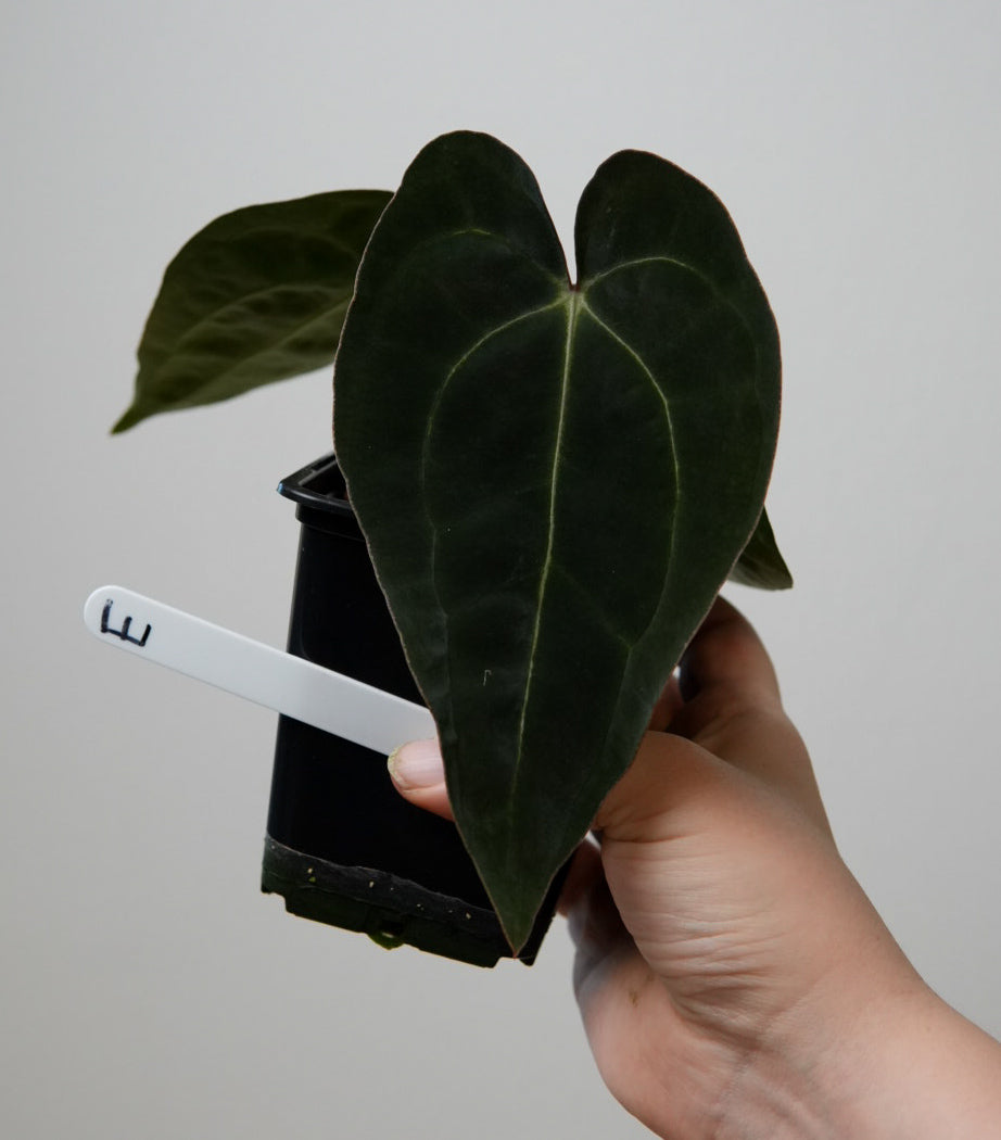 Anthurium (AOS x forgetii 1) x carlablackiae (NSE)