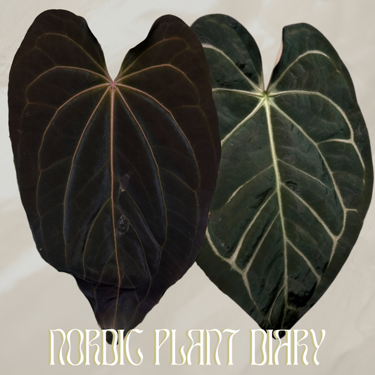 Anthurium 'Midnight Sun' x carlablackiae (NSE)