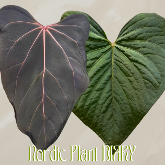 Anthurium ((Midnight velvet x Red Studd) x carlaX 2) x kunayalense