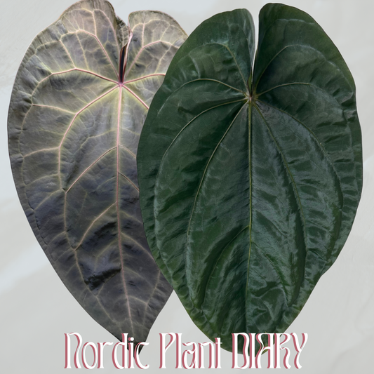 Anthurium (AOS x (Zara x Michelle) 6) x dressleri ('Black x RG f2')