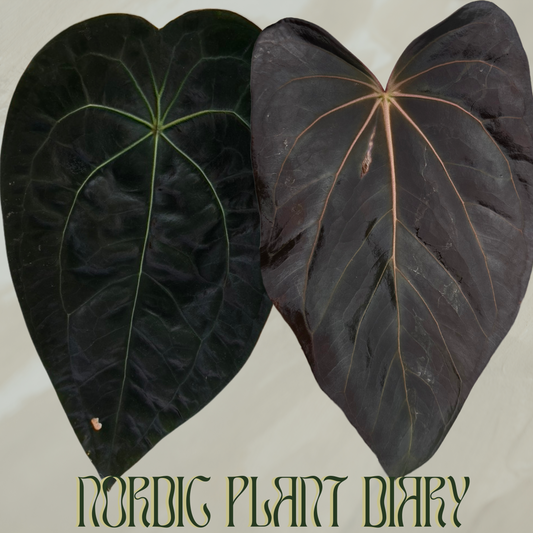 Anthurium (Ace of Spades x forgetii df 2) x carlablackiae X (NSE)