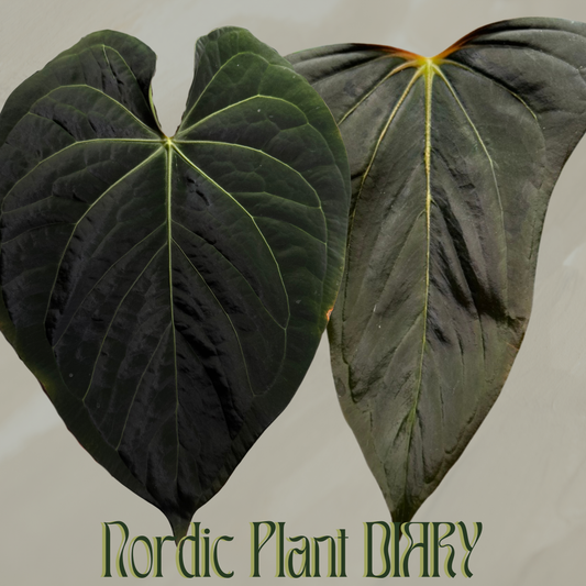 Anthurium (carlablackiae (NSE) x kunayalense 3) x (Dorito Port x pap 'RLFS')