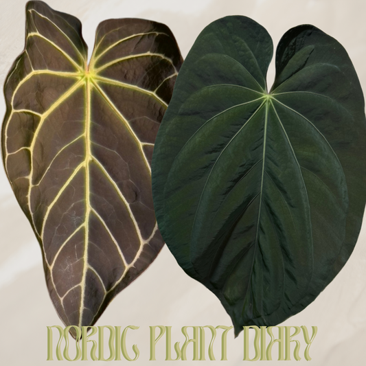 Anthurium magnificum X x BVEP ('round' x RA1)
