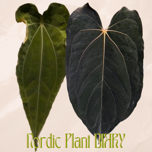 Anthurium 'Weirdo' x ((carlablackiae x dressleri RD) x pap 'RLFS') (Kopio)