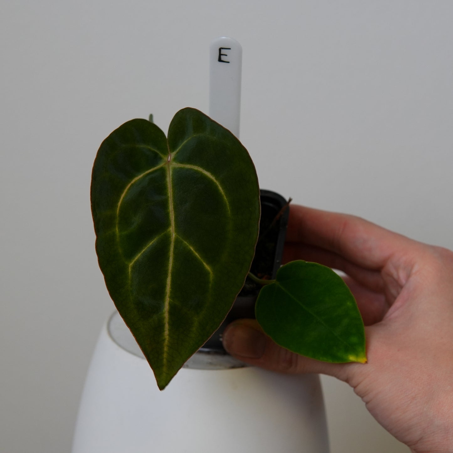 Anthurium carlablackiae (NSE) x carlablackiae X (NSE)