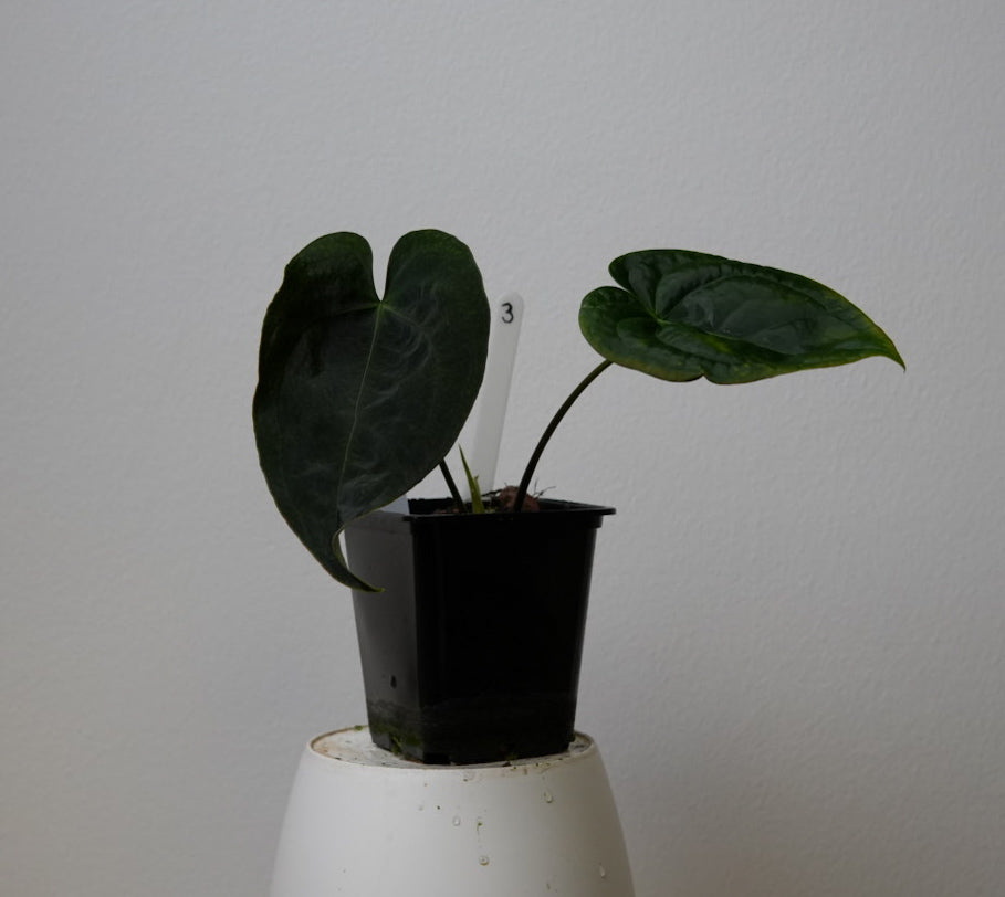 Anthurium Queen of Hearts x besseae aff or forgetti df