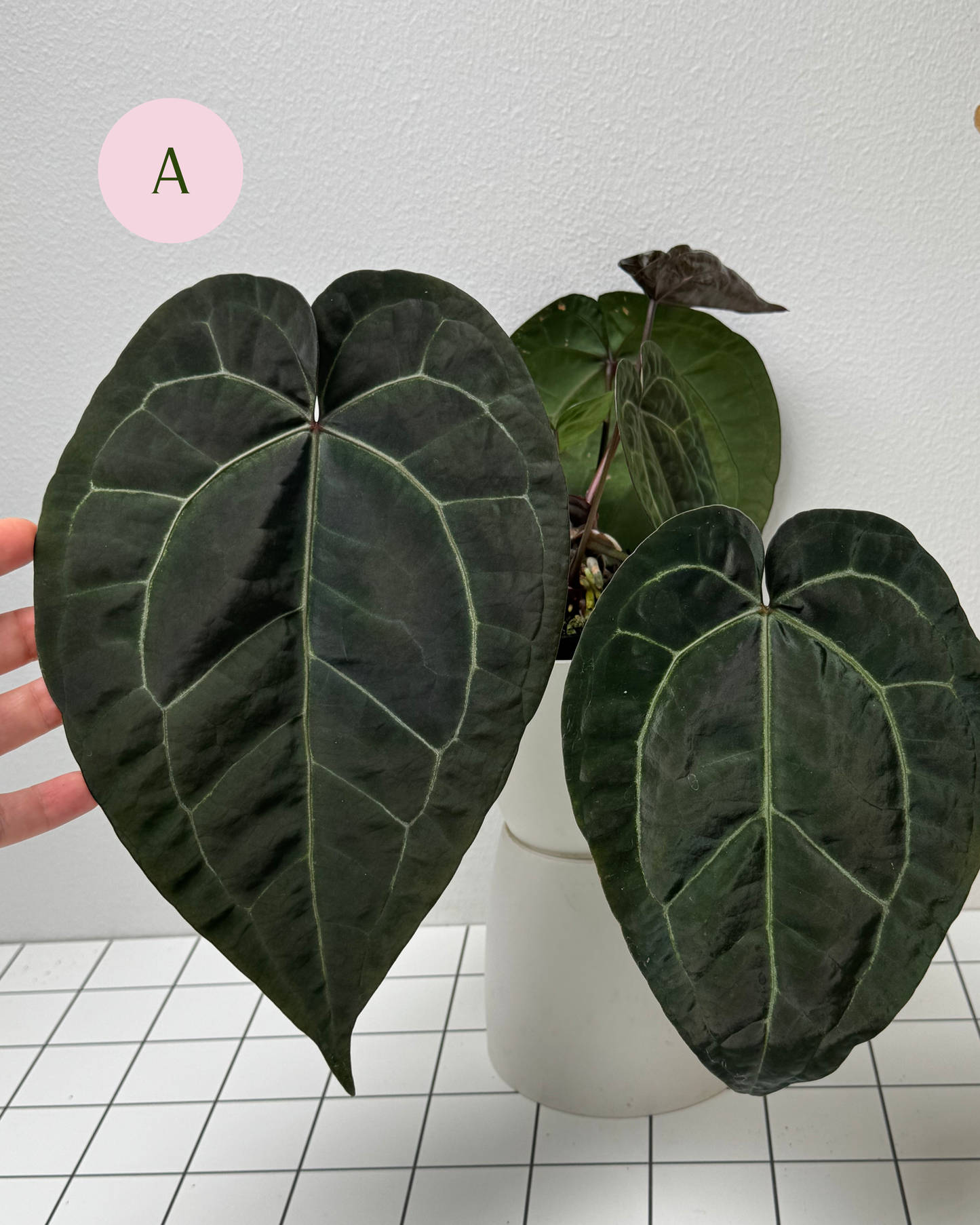 Anthurium Ace of spades x (Zara x Michelle)