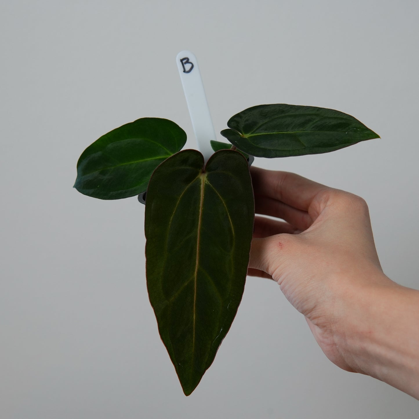 Anthurium ((carlablackiae x dressleri RD) x pap 'RLFS') x carlablackiae (NSE)