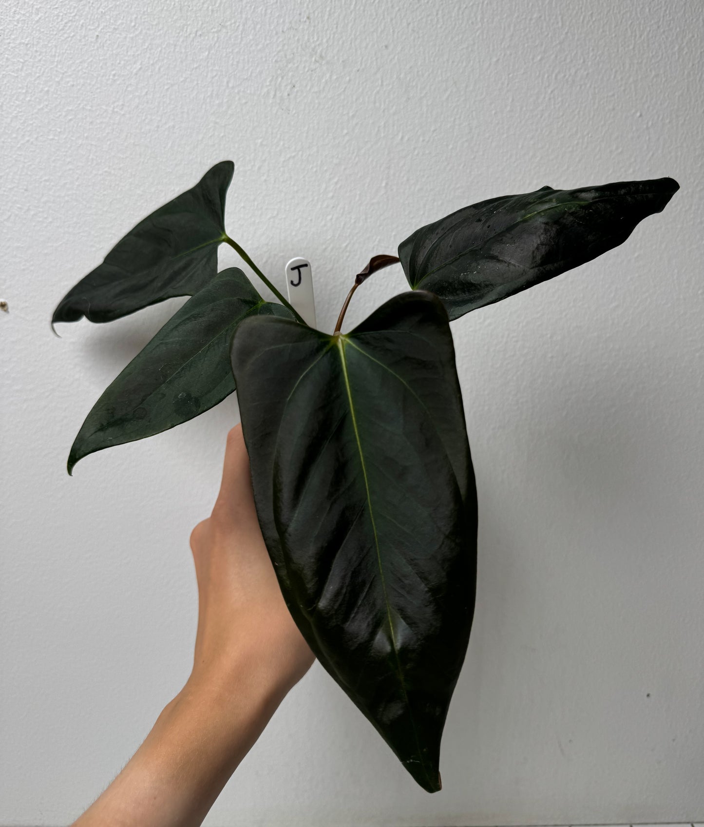 Anthurium (subsignatum x papillilaminum 'Marie') x (NSE dorito port x  papillilaminum RLFS)