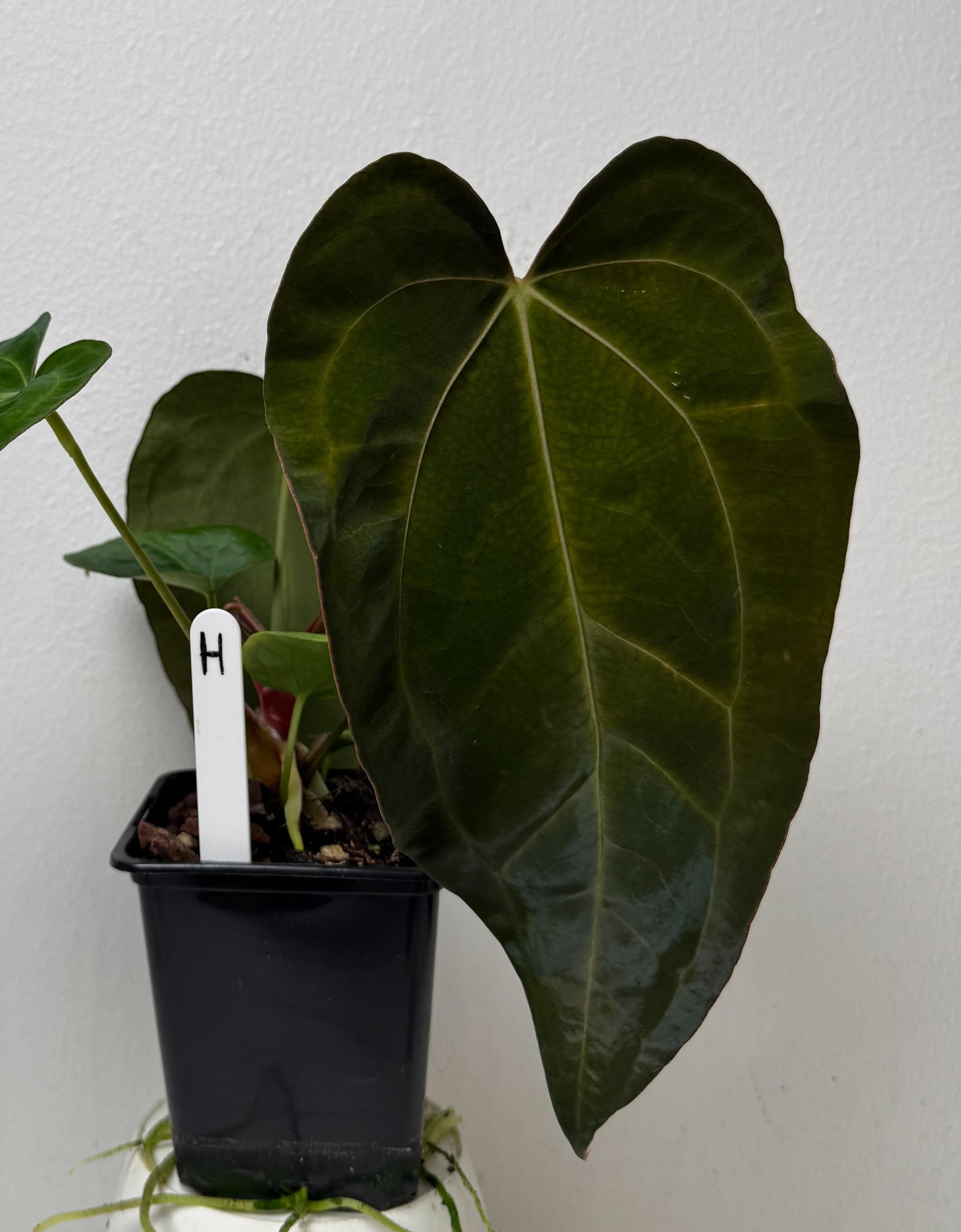 Anthurium (papX x pap x-one) variegated x carlablackiae X (NSE)