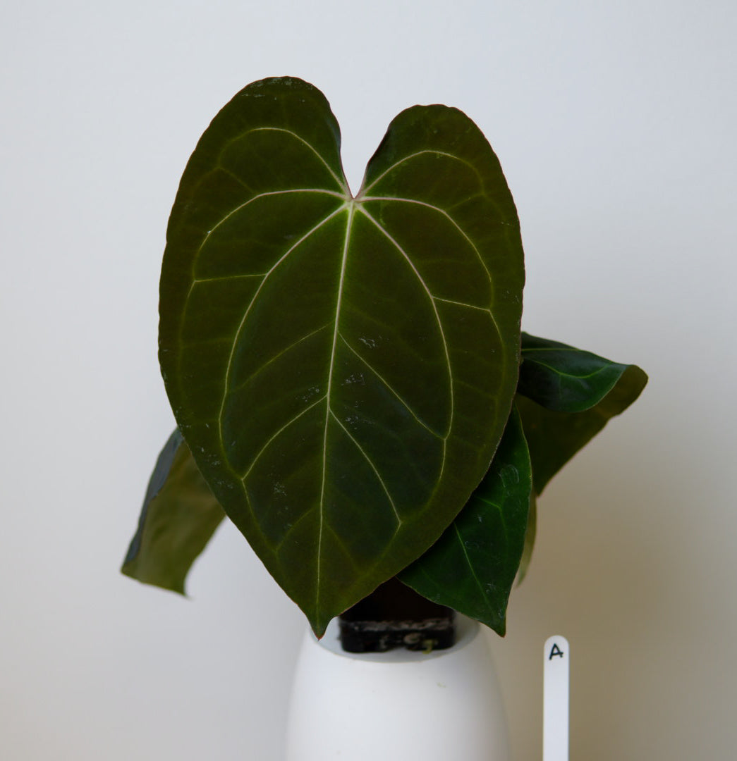 Anthurium carlablackiae X (NSE) x complex HU hybrid 1
