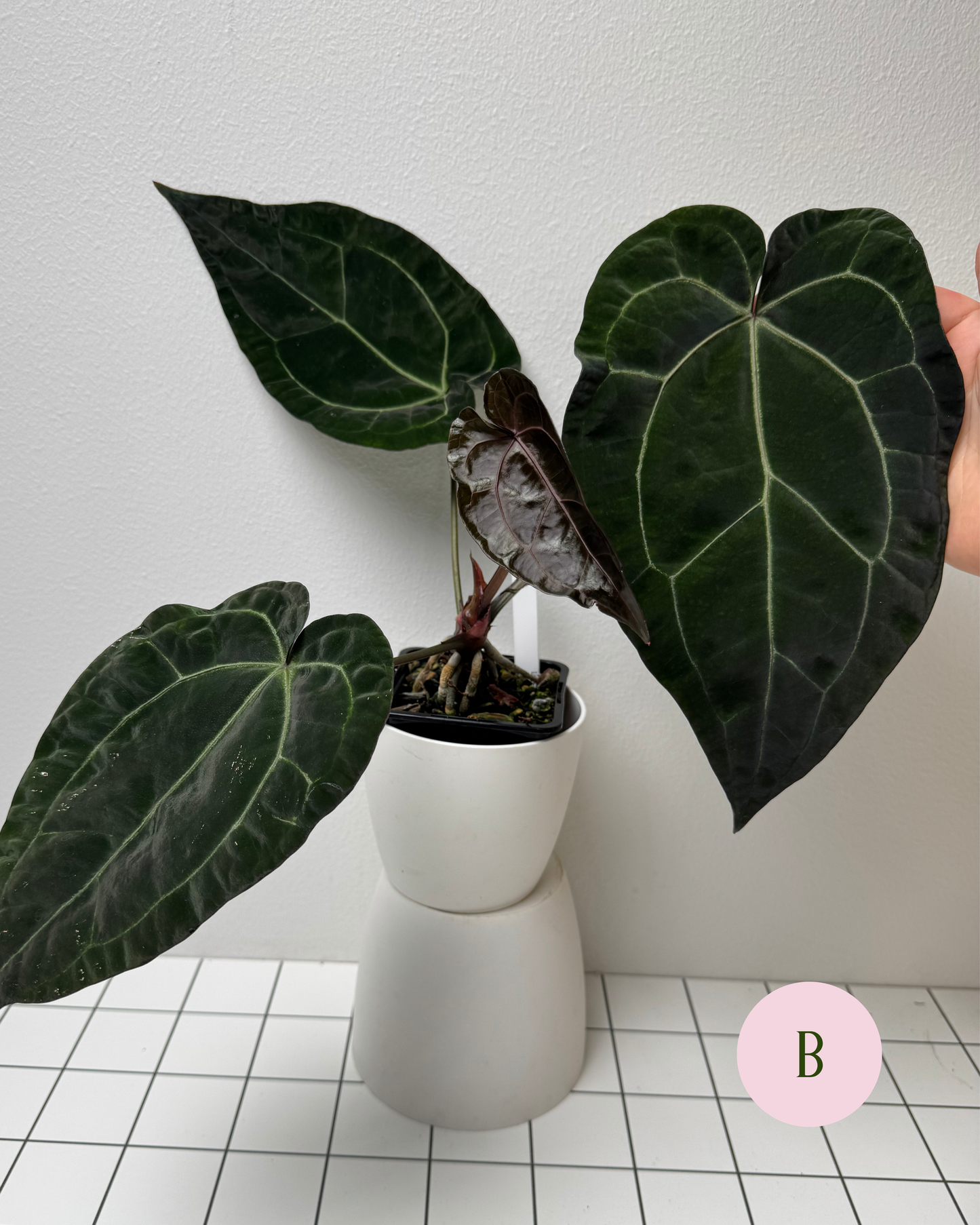Anthurium Ace of spades x (Zara x Michelle)