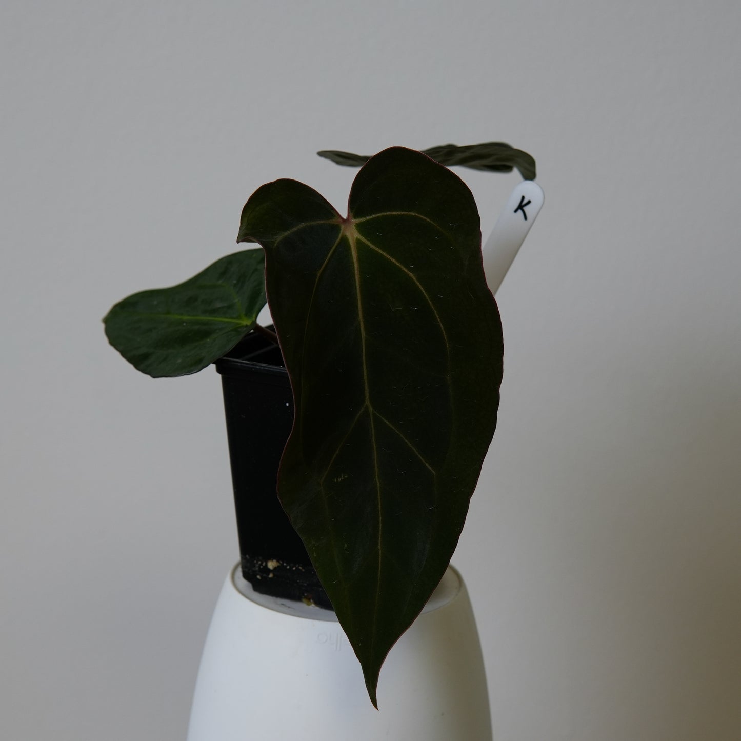 Anthurium ((carlablackiae x dressleri RD) x pap 'RLFS') x carlablackiae (NSE)