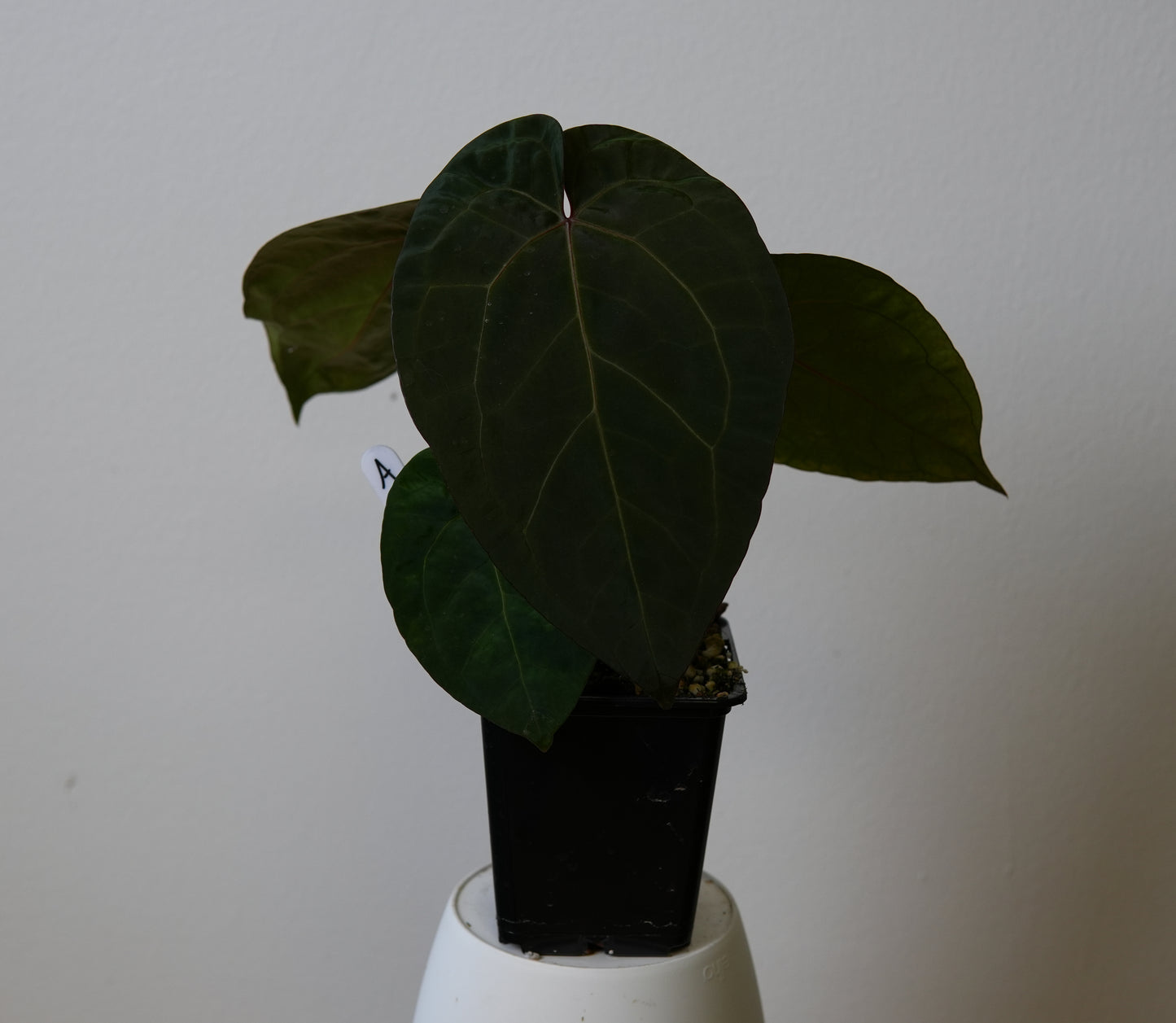 Anthurium (AOS x (Zara x Michelle) 4) x (noid 'Code Red' x papillilaminum 'A+')