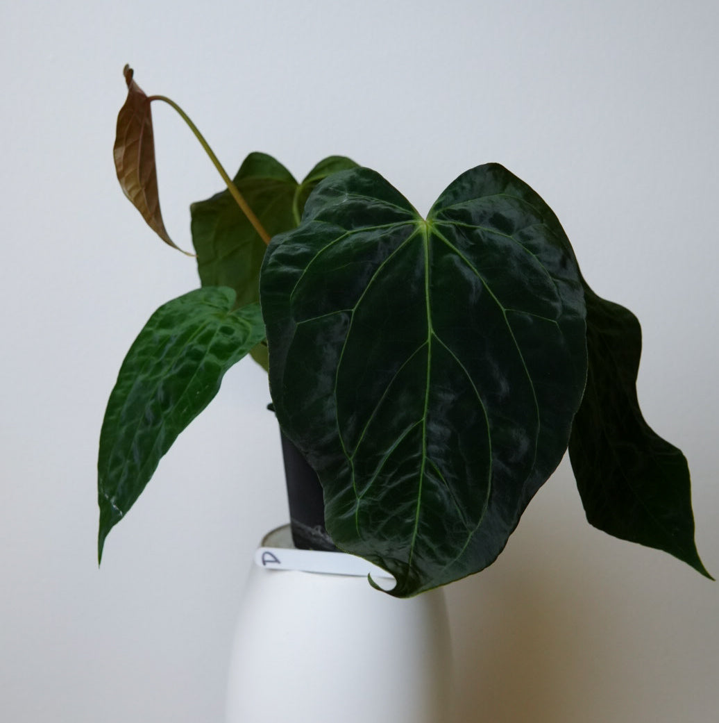 Anthurium (papX x pap x-one) variegated x carlablackiae X (NSE)