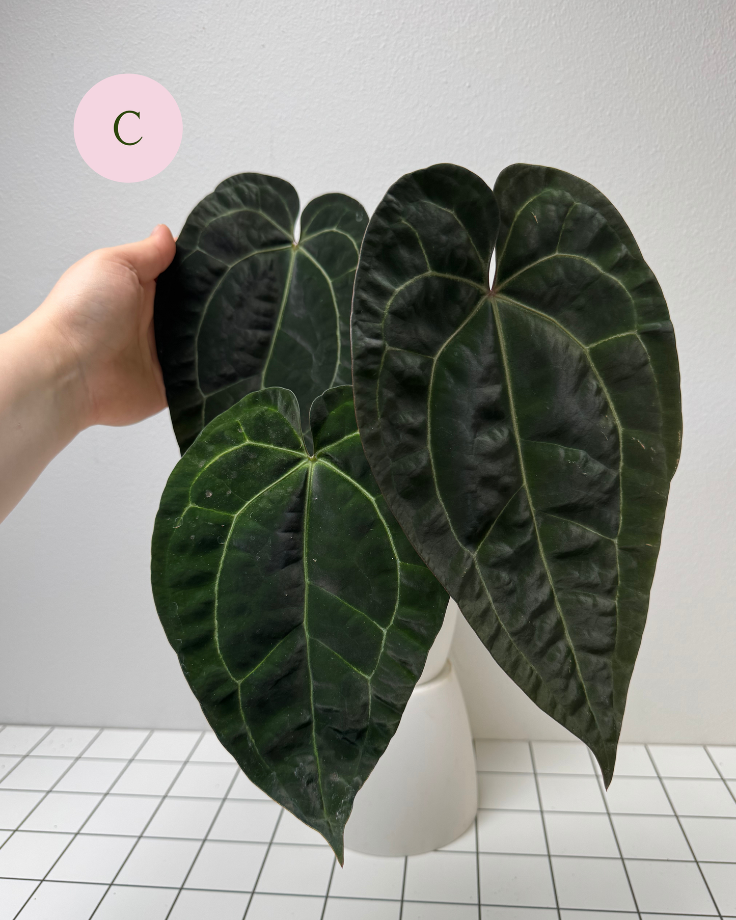 Anthurium Ace of spades x (Zara x Michelle)