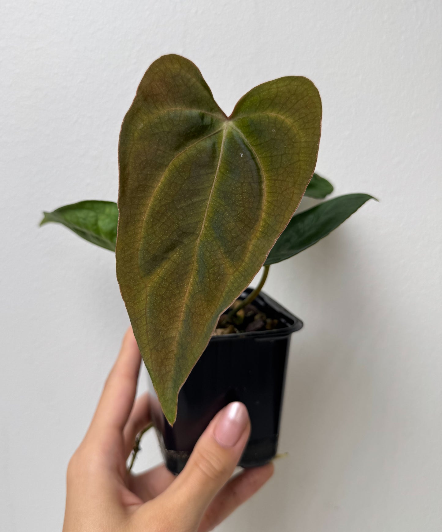 Anthurium (Dorito Port x RLFS) x carlablackiae (NSE)