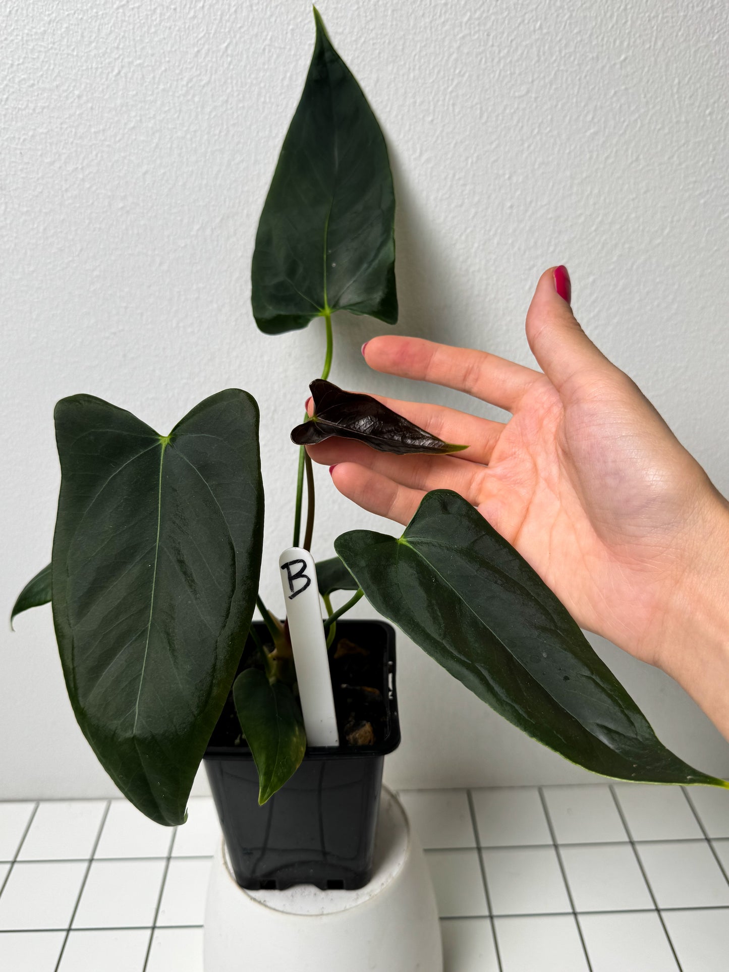 Anthurium (subsignatum x papillilaminum 'Marie') x (NSE dorito port x  papillilaminum RLFS)