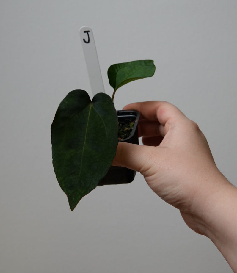 Anthurium (AOS x (Zara x Michelle) 1) x ((carlablackiae x dressleri RD) x pap 'RLFS')