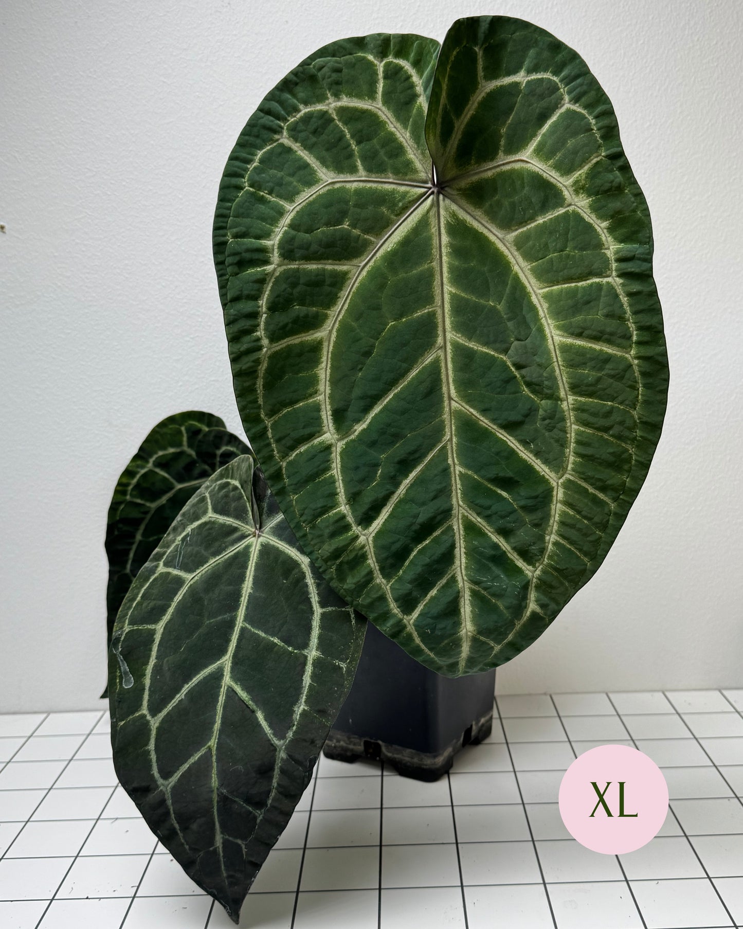 Anthurium Ace of spades x (Zara x Michelle)