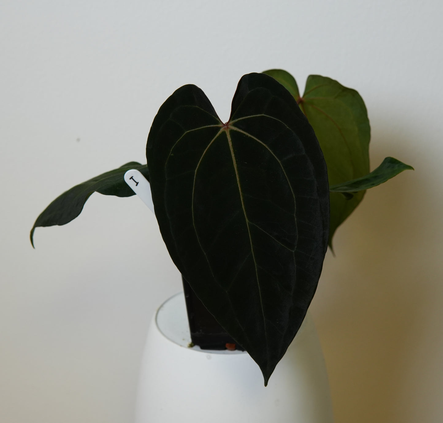Anthurium (AOS x (Zara x Michelle) 1) x ((carlablackiae x dressleri RD) x pap 'RLFS')