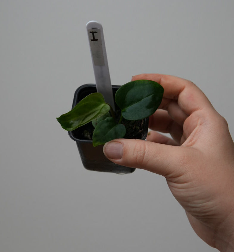 Anthurium (subsignatum x papillilaminum 'Marie') x carlablackiae NSE